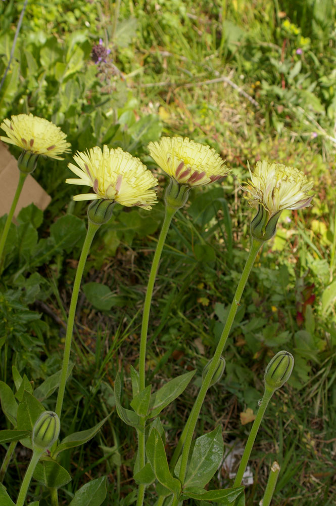 Reichardia picroides
